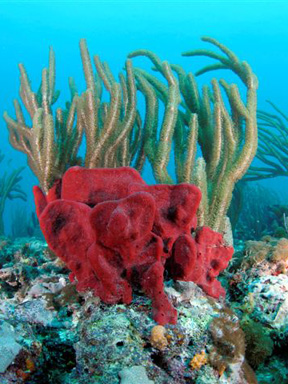 Dive With South Florida Diving Headquarters